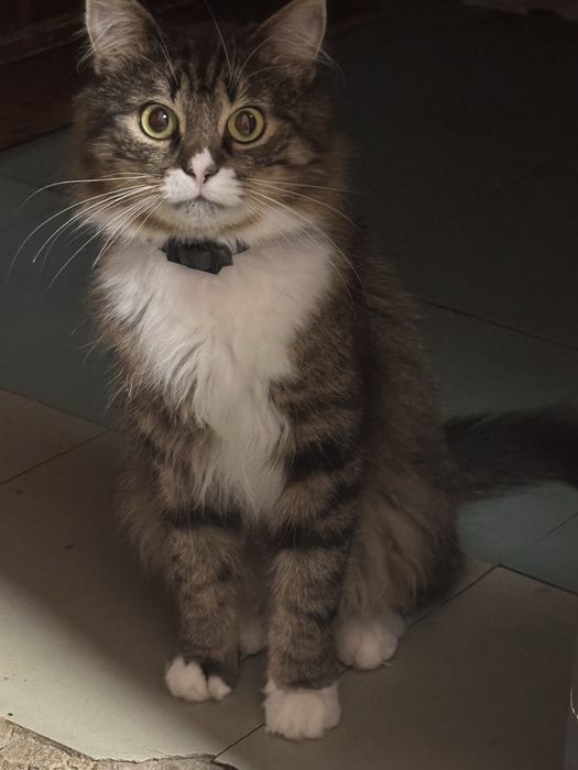 Отдам котика бесплатно
