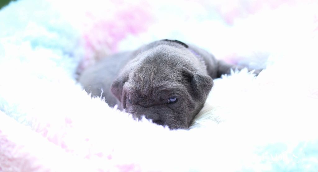 Cane corso ZKwP FCI pies Duke