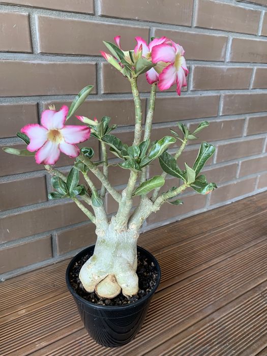 Адениум ( Роза пустыни )