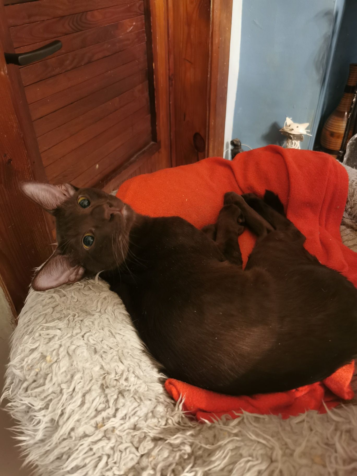 Peterbald orientalny kocurek gotowy do zmiany domku
