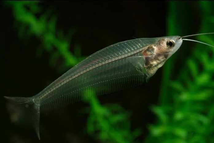 sum szklisty SKLEP ŻYRAFA