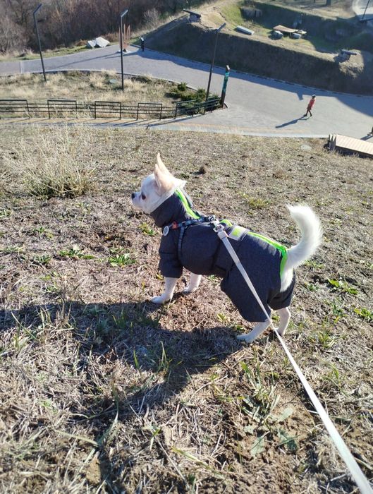 Хлопчик чихуахуа, шукає подружку для в'язки