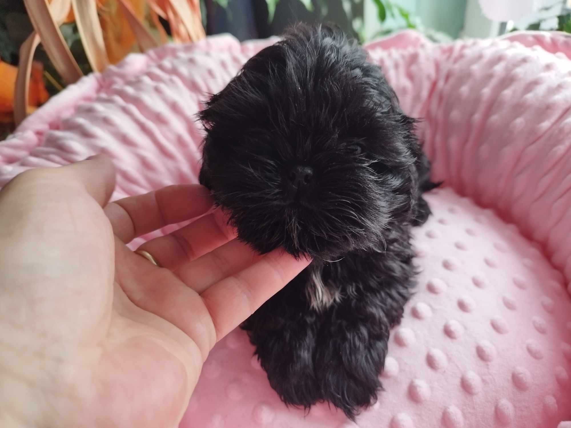 *** Shih Tzu Prześliczne Czarne Maluszki Wielkości Yorka ***