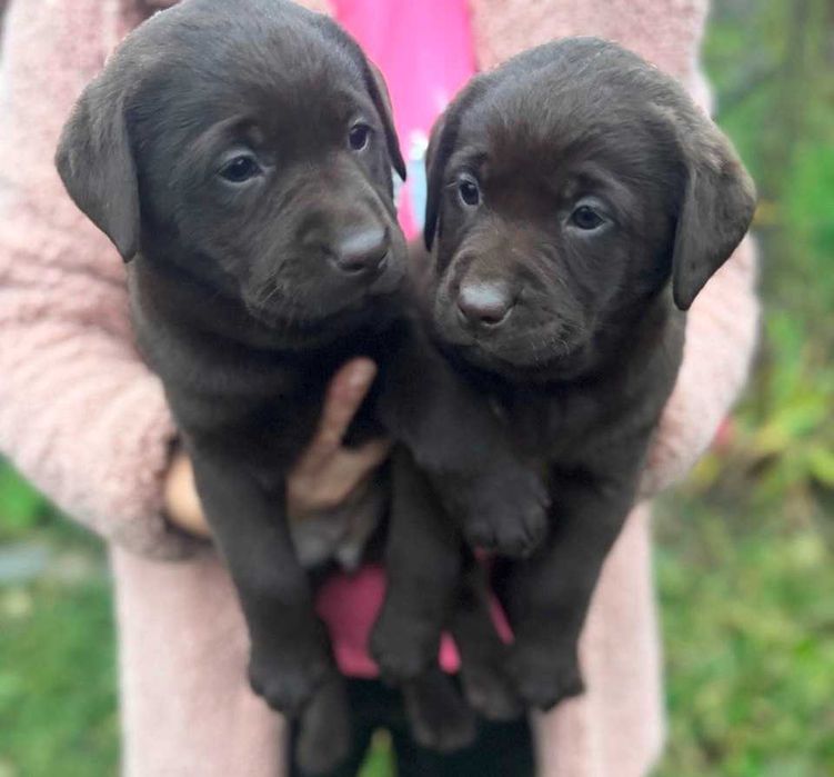 Цуценя Лабрадора