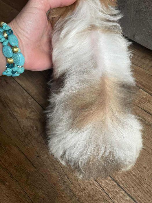 Golddust Yorkshire terrier minaturka biewer chlopak