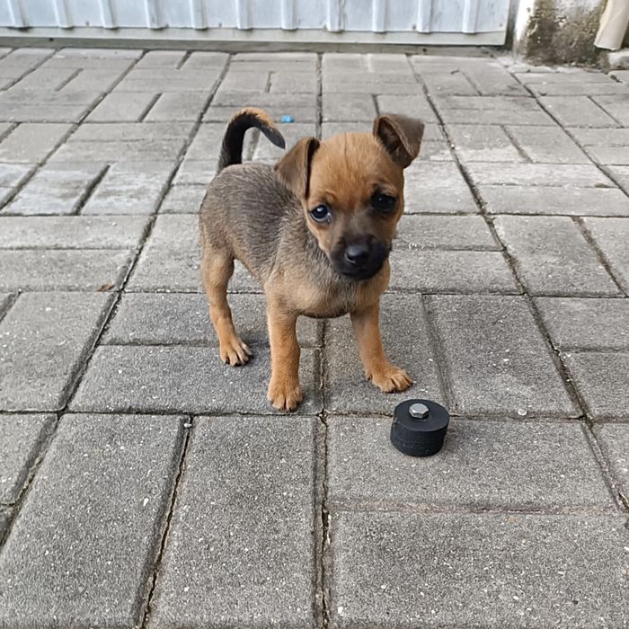 Pinscher miniatura - fêmea