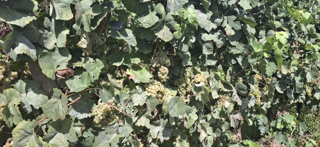 Uvas Loureiro para vinificação