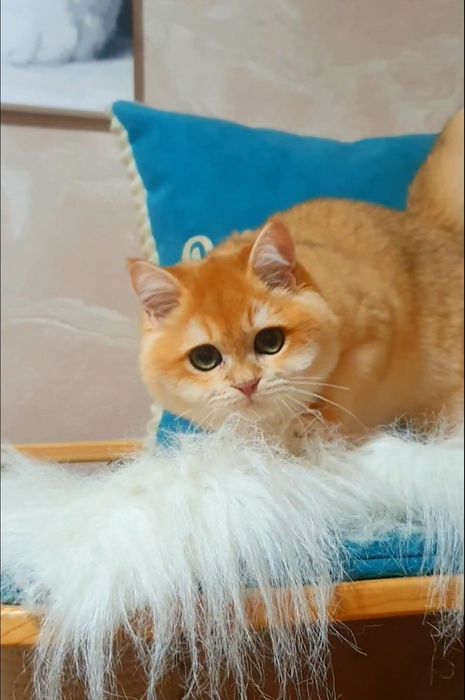 Золотой британский шиншилла котенок