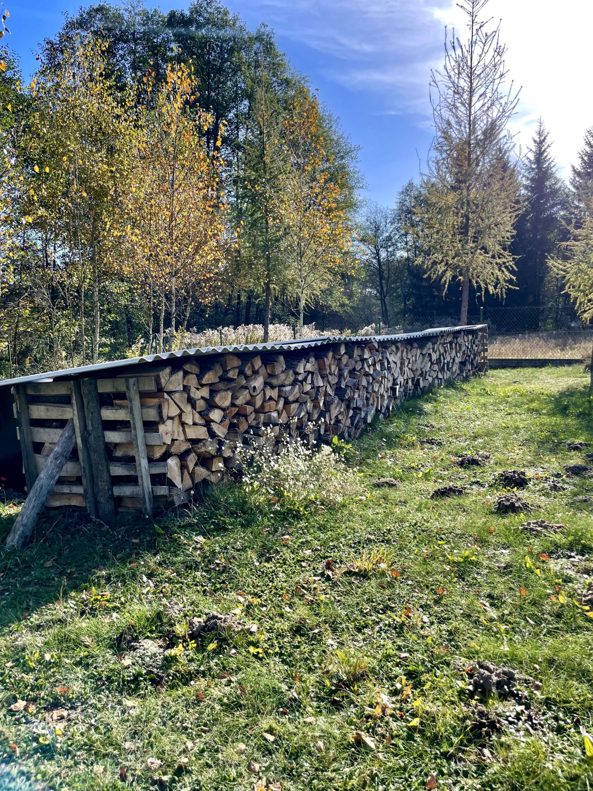 Sprzedam drewno olchowe – 10 m³