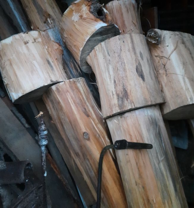 Dla rzeźbiarza hobbysty: lipa, bale, pnie lipy