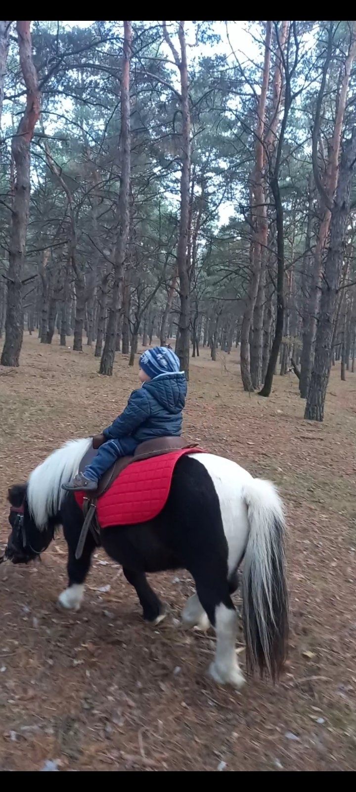 Прогулки на пони