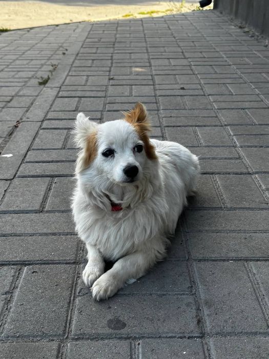 Вінниця! Старе місто! Знайдена собака!