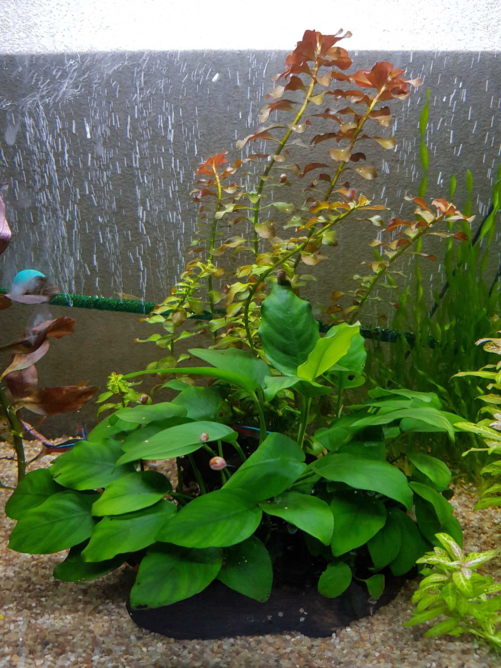 Анубиас, растение в аквариум