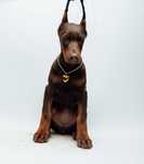 Szczeniak Doberman FCI