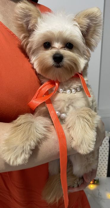 Помапу  краса з характером