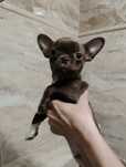 Chihuahua czekoladowy