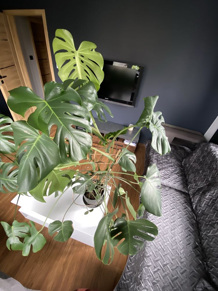 Monstera duża zielona