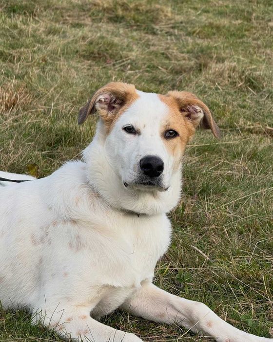 Кузя, метис, шукає дім