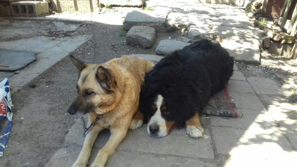 Домашняя передержка собак