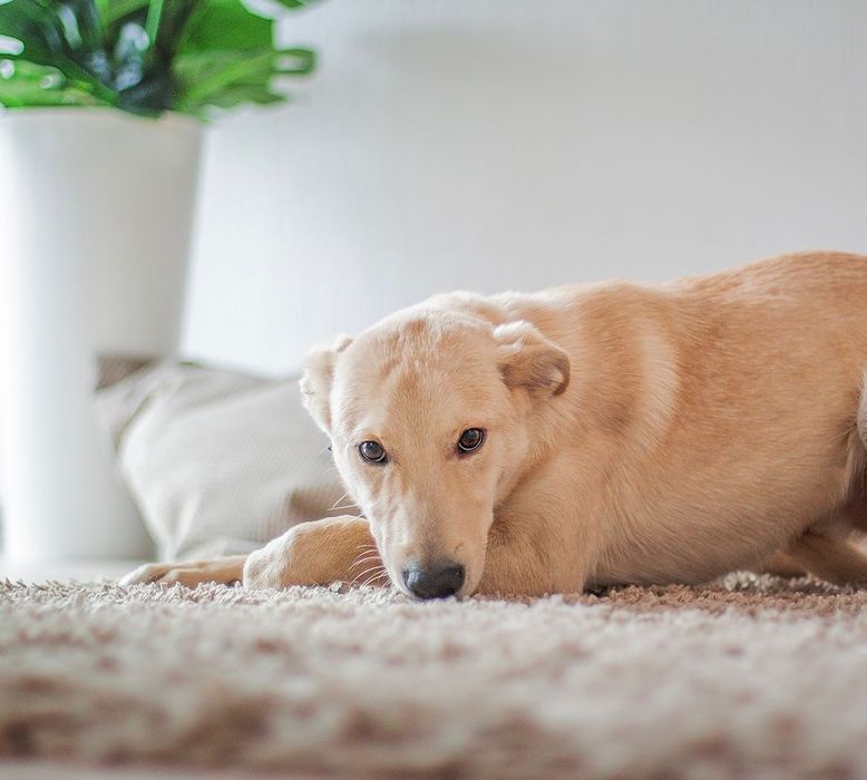 Отдам даром в добрые руки собаку метис лабрадора