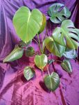 Monstera deliciosa trzypędowa dość duża