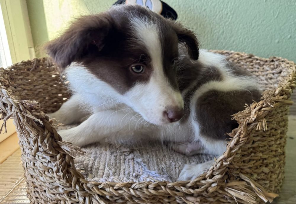 Menino Border Collie