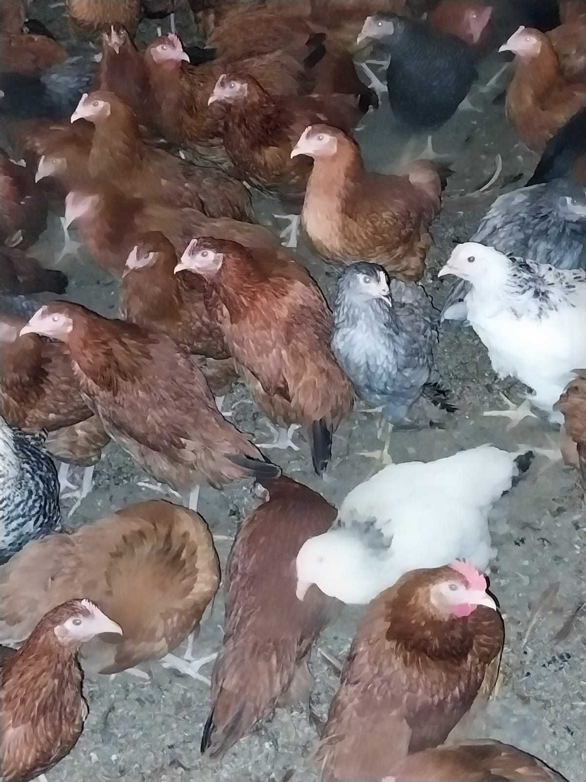 Kury nioski z wolnego wybiegu ! Rossa Messa Leghorn Senny i inne !