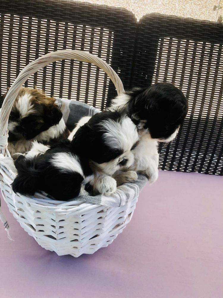 Shih tzu szczeniaczek