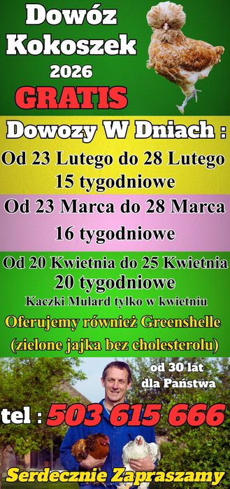 Ferma Drobiu W Ładnej 97A - Dowóz Kokoszek i Kaczek Dowózka GRATIS