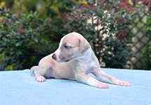 Whippet chart angielski