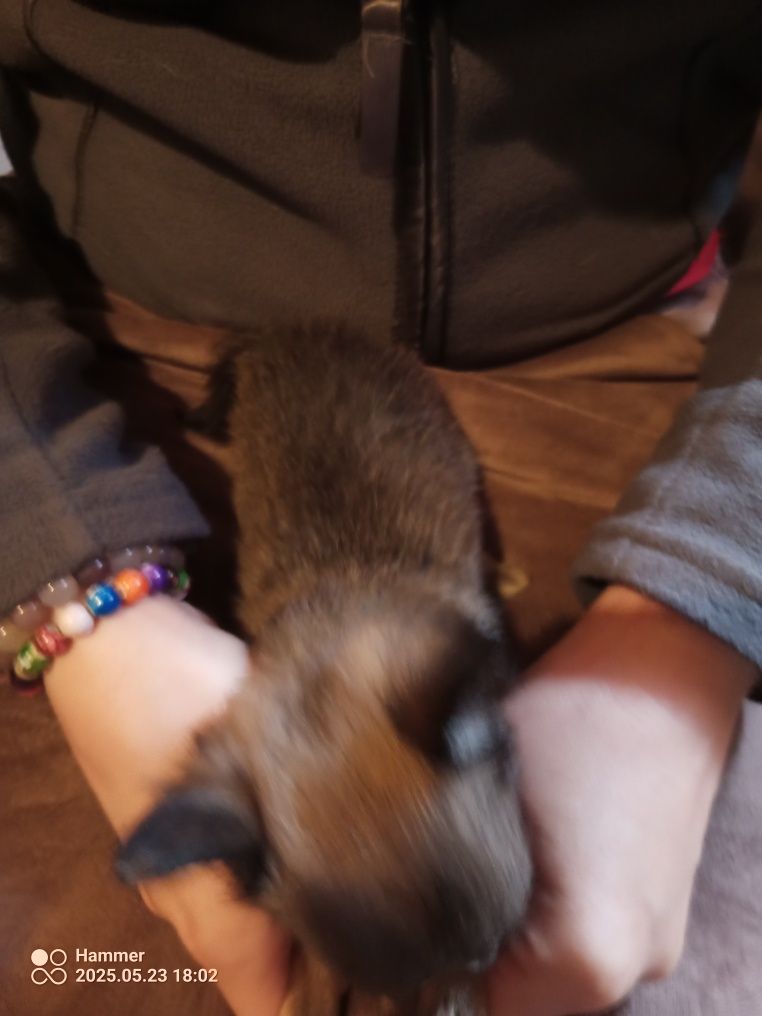 Chihuahua Piesek Mini