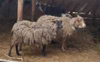 Продам романівська вівця