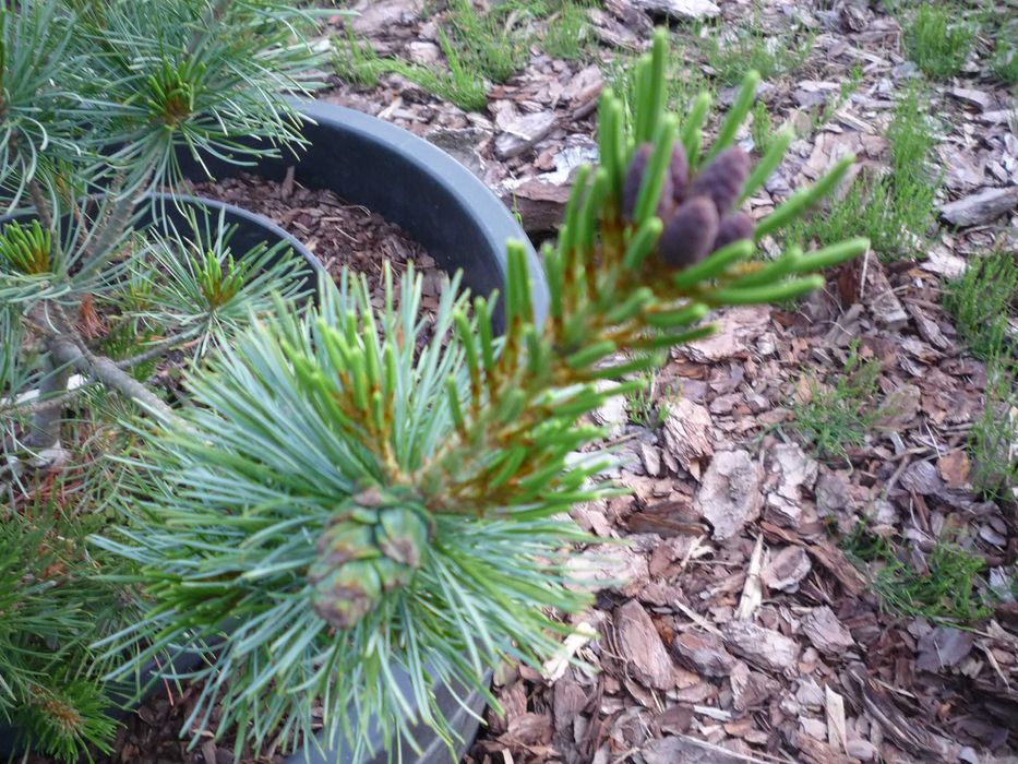 sosna glauca drobnokwiatowa unikat rzadkie drzewko wolnorosnące