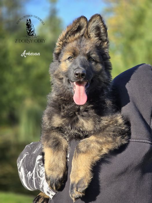 Owczarek Staroniemiecki - Piesek - do odbioru - 11 tygodni
