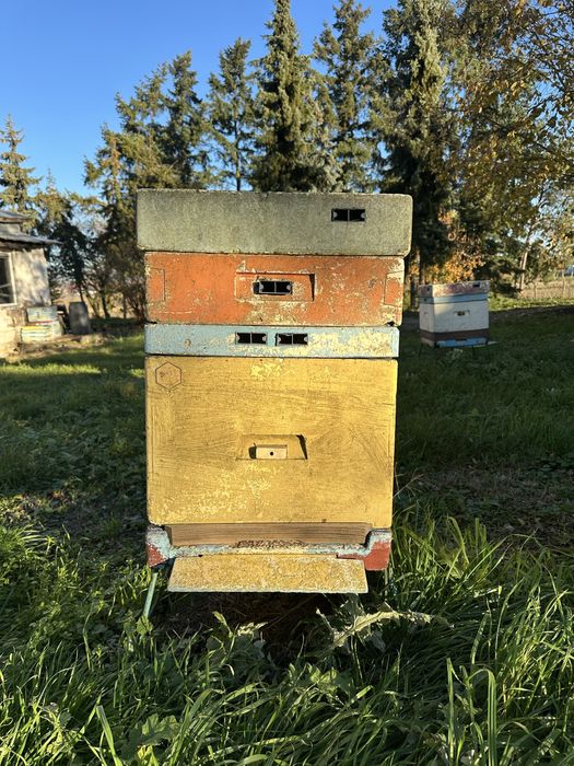 Pszczoły Pasieka w Likwidacji