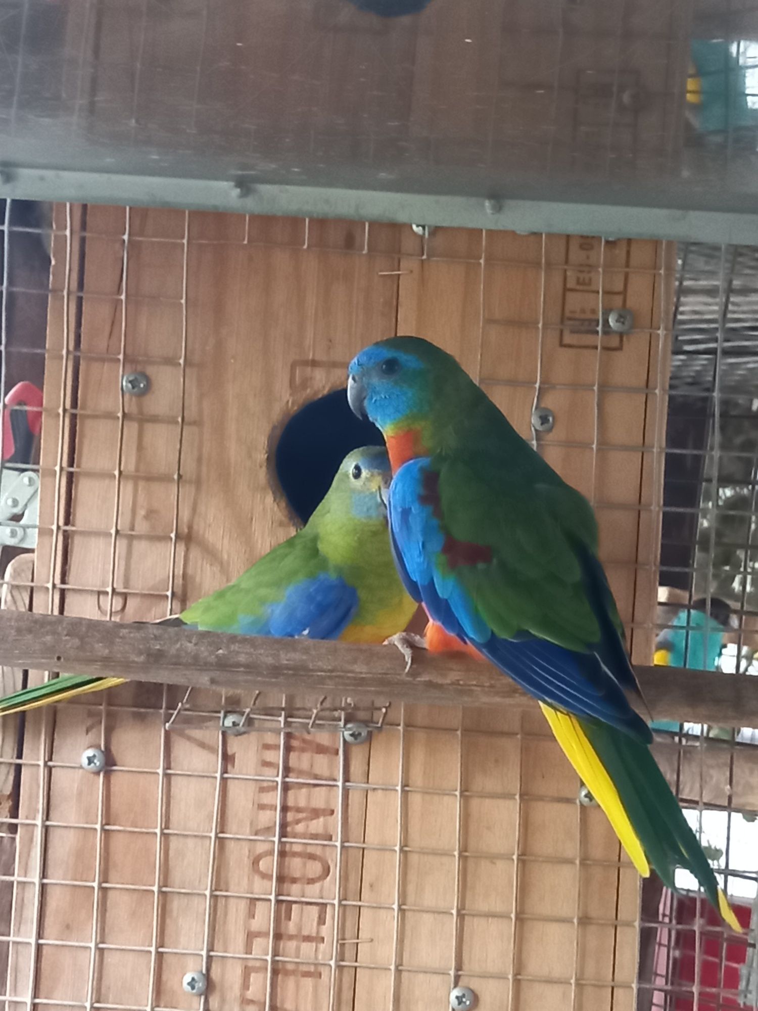 Red rumped  novos
