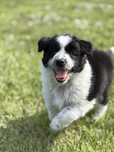 Border Collie czarno-biała suczka