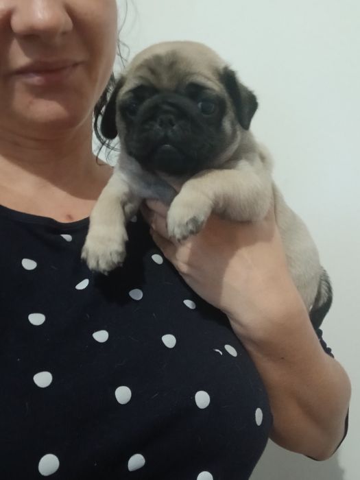 Mops mopsiczki  mopsy