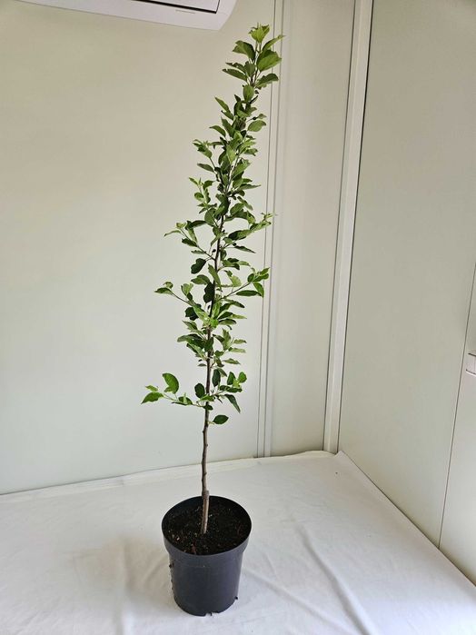 Jabłoń Malinówka szczepiona na pniu 150 cm