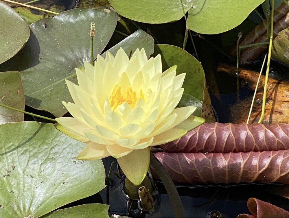 Lilie i roślinność do oczek wodnych, piękne odmiany kolorystyczne.
