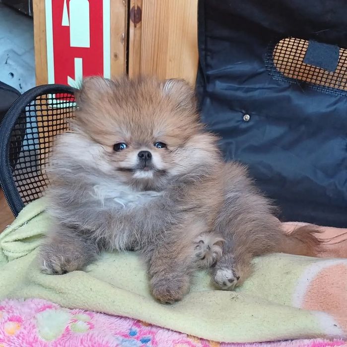 Menino Spitz super miniatura