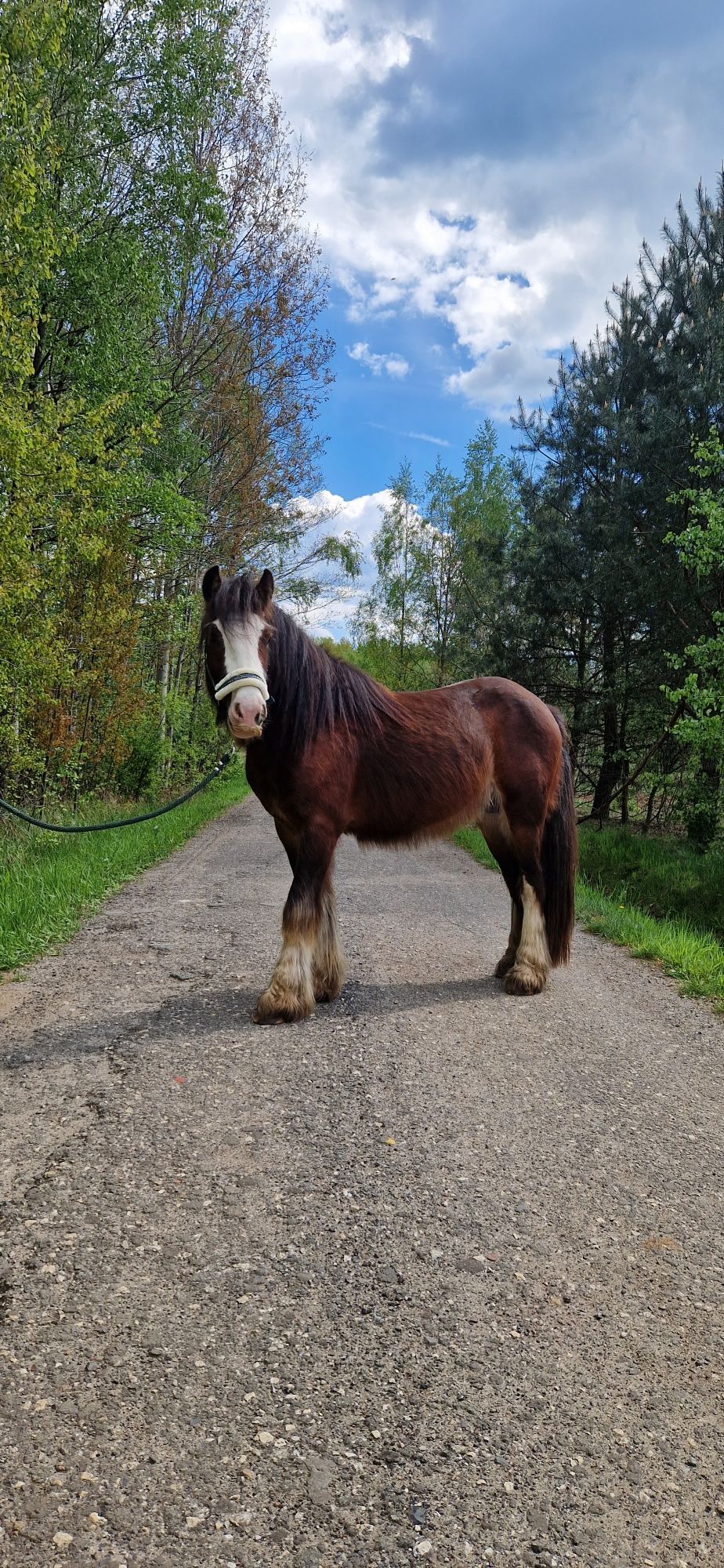 3 letni Tinker,  Gypsy cob