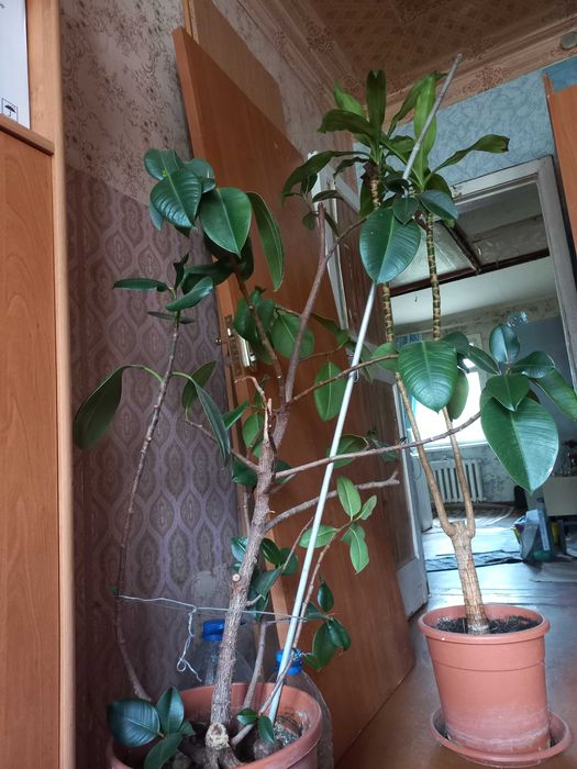 Фікус,  Драцена. Разом 300грн