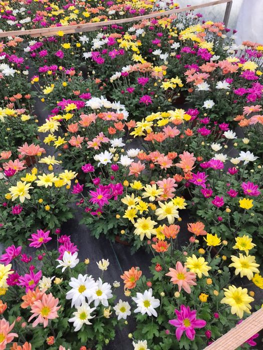 Chryzantemy średniokwiatowe kwiaty