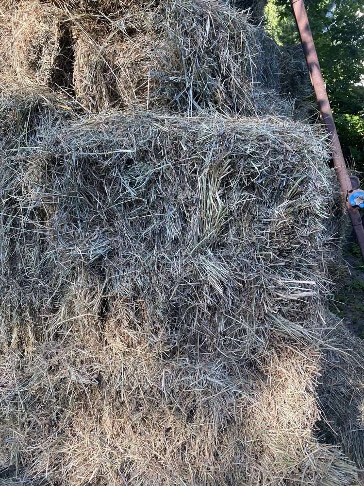 Сіно лугове, перший укос, різнотравʼя