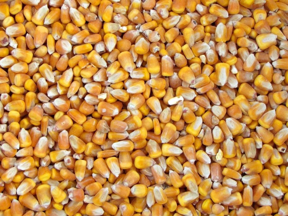 Kukurydza sucha tegoroczna z własnego gospodarstwa