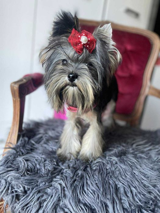 Yorkshire terrier miniaturka suczka Misia