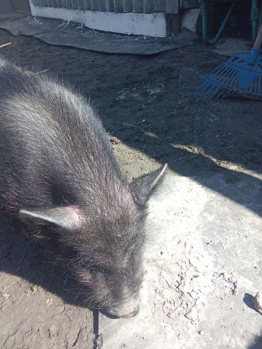 В'єтнамський кнур