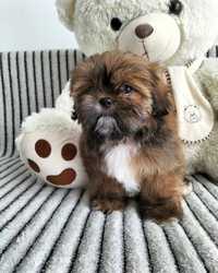 Shih tzu 9 tygodniowy piesek