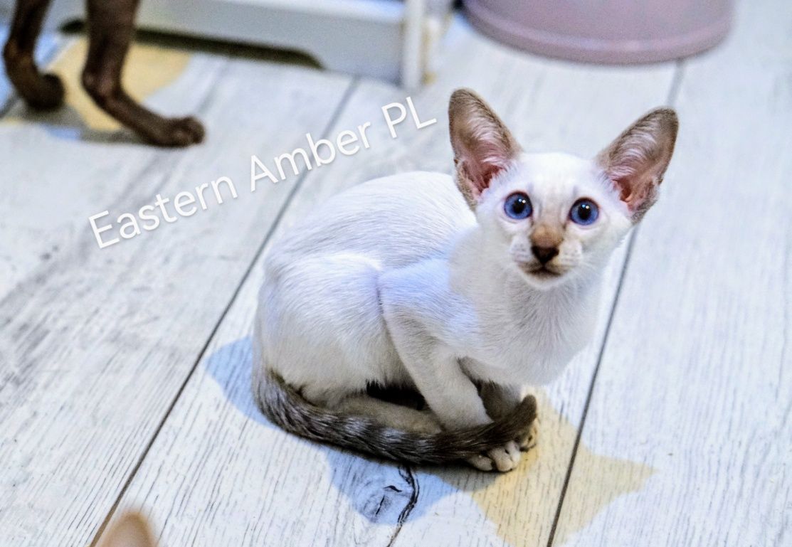 Peterbald kocurek syjamski gotowy do zmiany domku